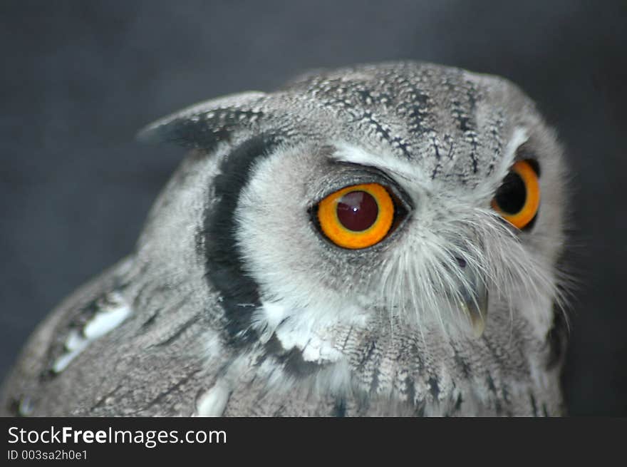 A very decisive look from a Spotted Eagle Owl. A very decisive look from a Spotted Eagle Owl.