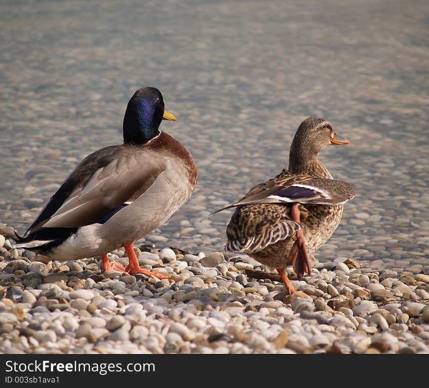 Two ducks captured on Jarun Lake, Zagreb, Croatia