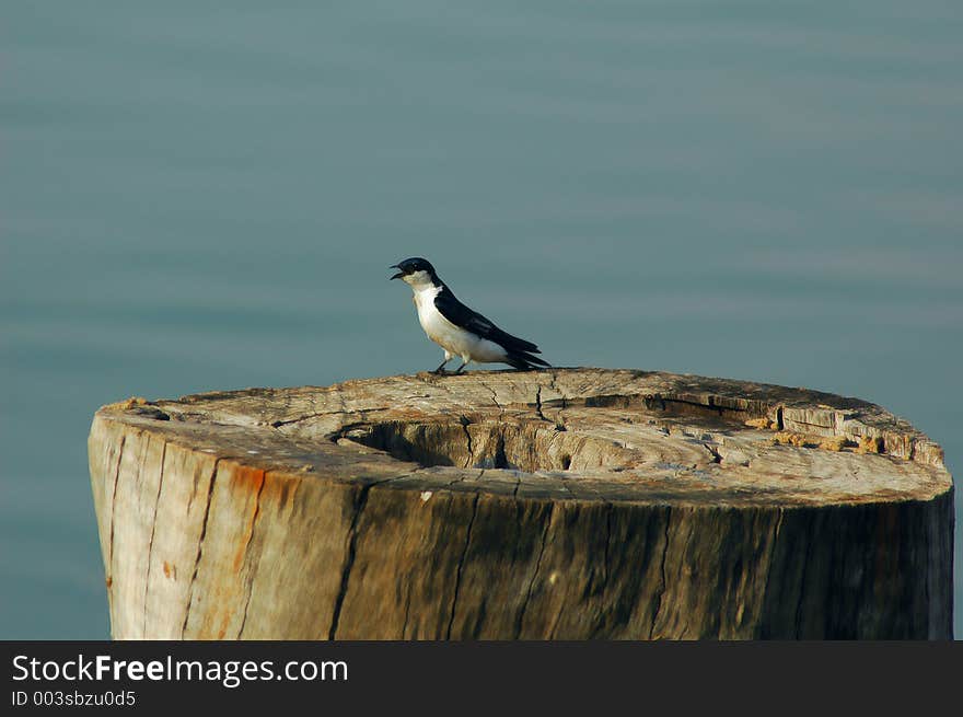 Swallow And Wood