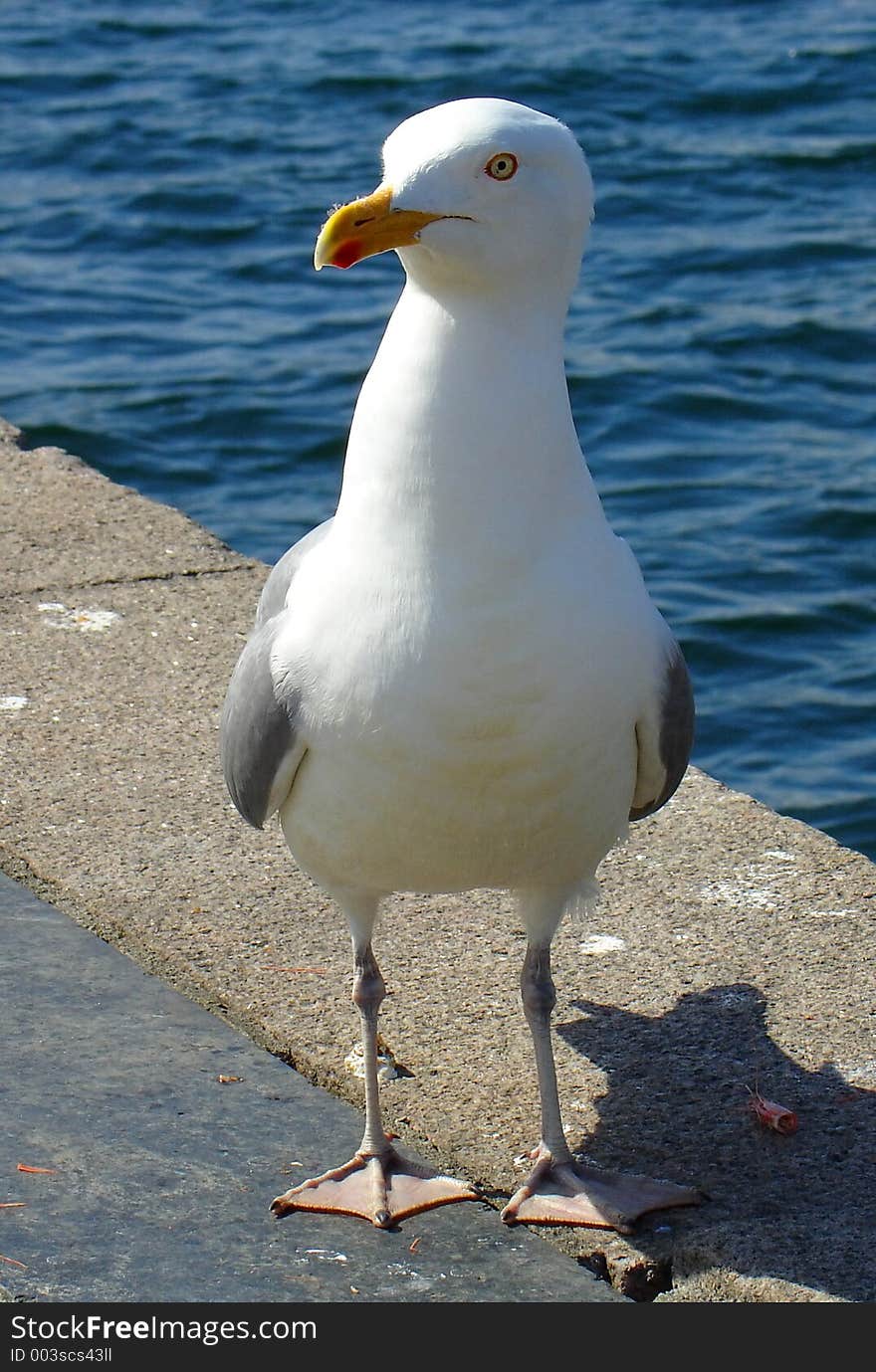 Bird shot in Oslo, Noway. Bird shot in Oslo, Noway.