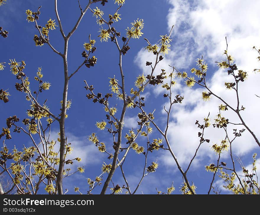 Yellow witchhazel with cloudy sky