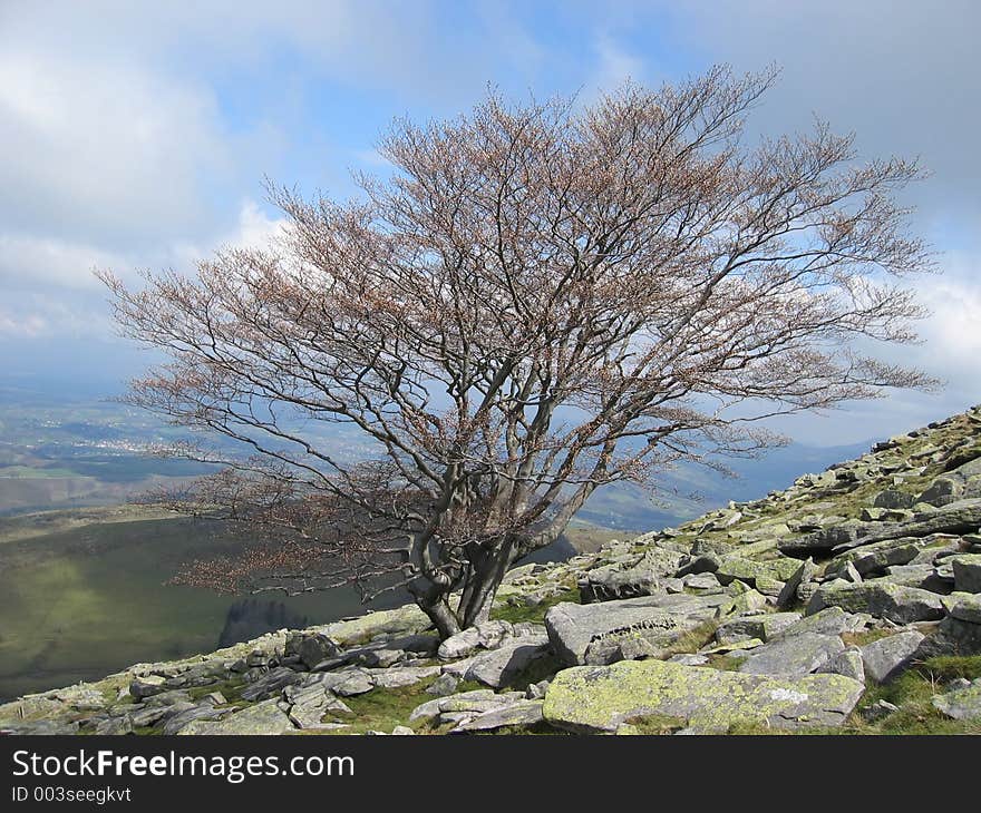 A tree in the top of very high mountain. A tree in the top of very high mountain