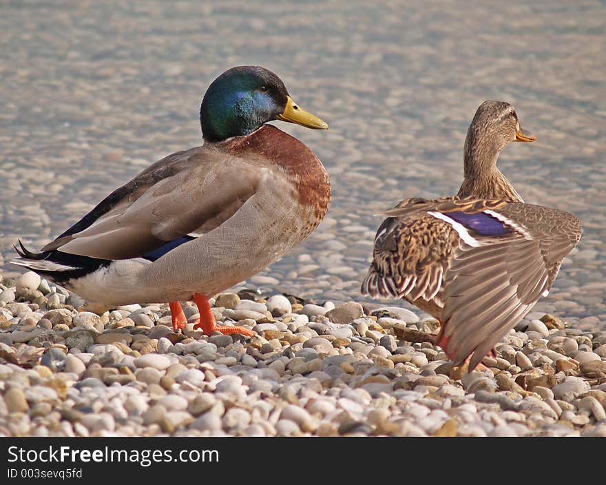 Rwo ducks on the lake shore, Jarun Lake, Zagreb, Croatia