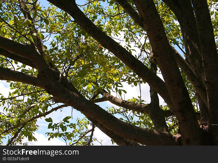 Branches with leaves seen from above