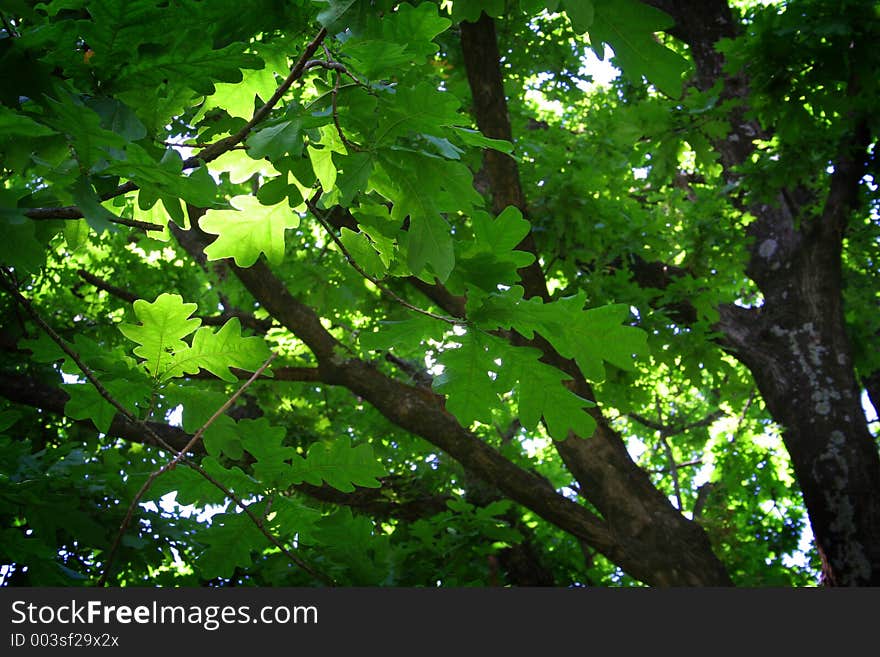 A leafy tree