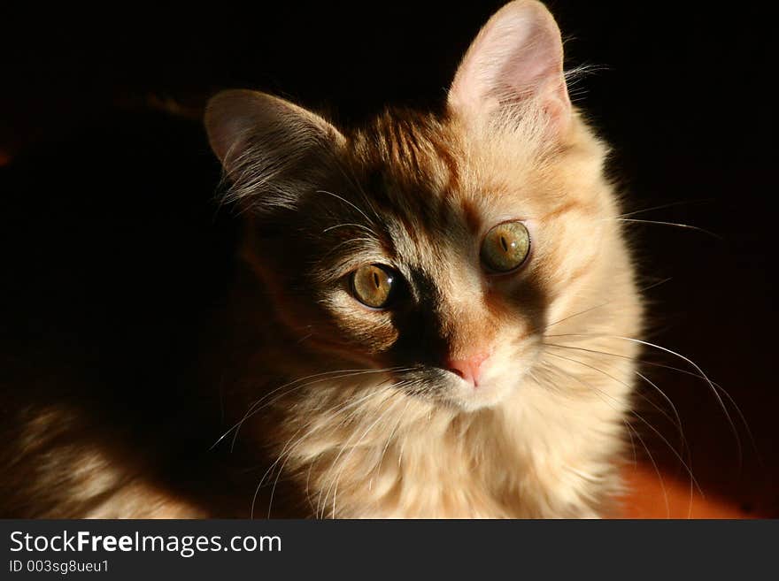 Sunlit Kitty