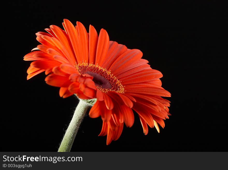 Red Gerber, Black Background