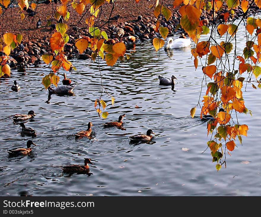 Birds in the autumn pond. Birds in the autumn pond