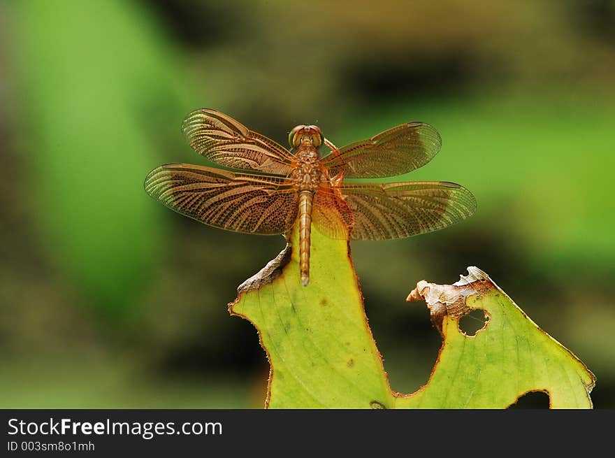 Golden dragonfly on leaf