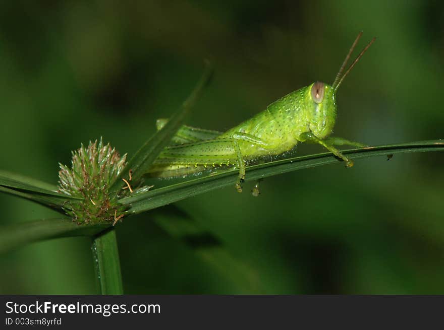 Grasshopper resting on a stalk of grass. Grasshopper resting on a stalk of grass