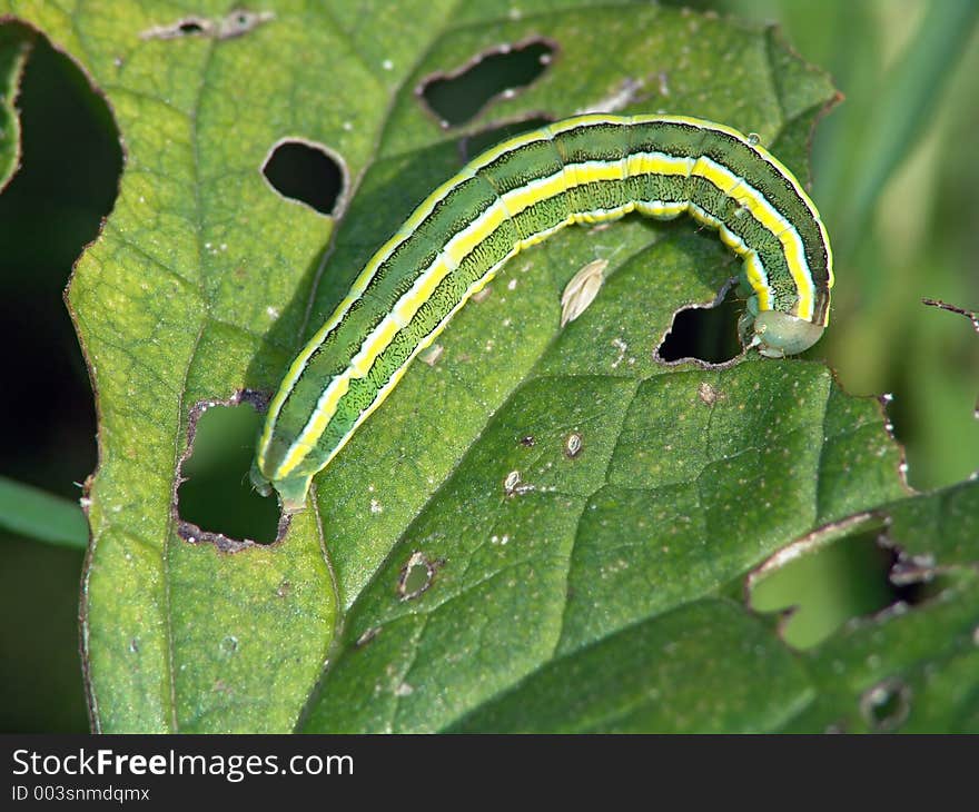 Caterpillar Of Butterfly Vavestra Pisi.