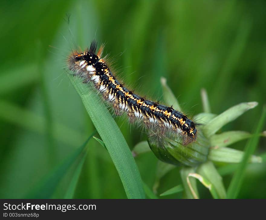 Caterpillar of butterfly Euthrix potatoria.