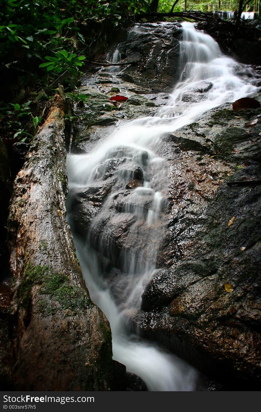 Stream in a Forest