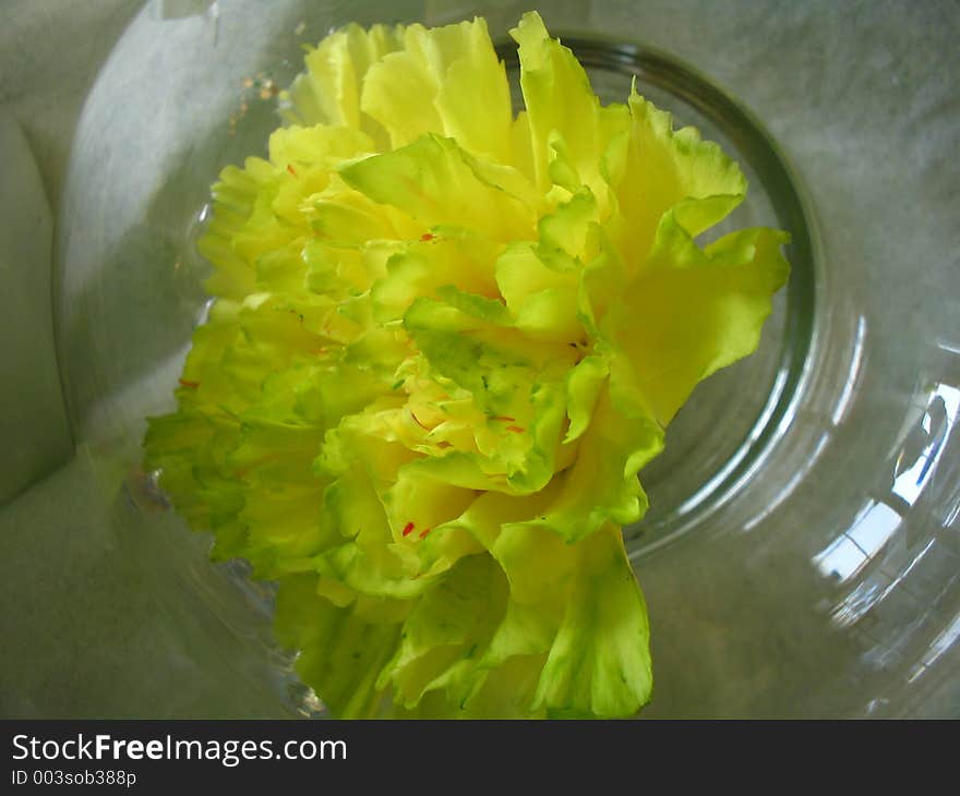 Very close-up (macro) of a single flower in a bud vase. Very close-up (macro) of a single flower in a bud vase.