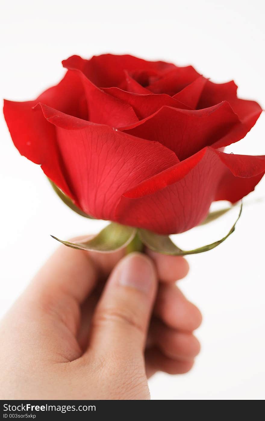 Hand holding a red rose. Hand holding a red rose