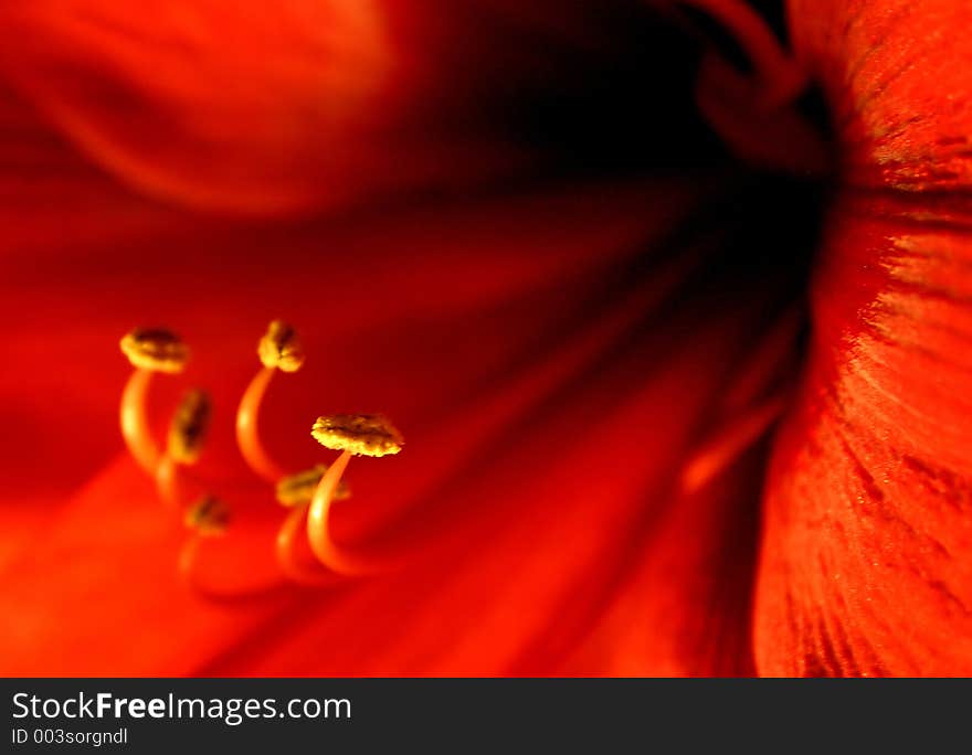 Flower. Flower