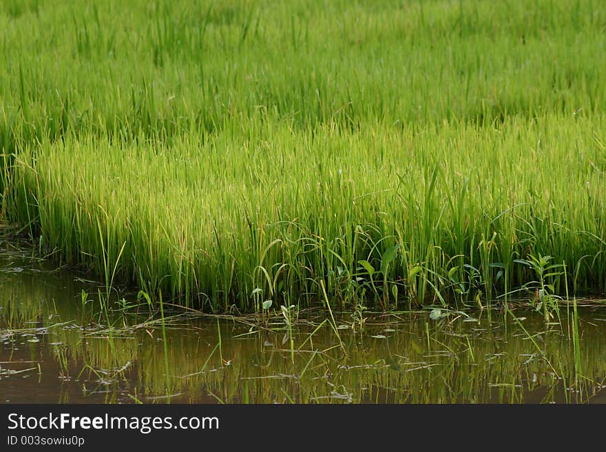 Ricefield. Ricefield