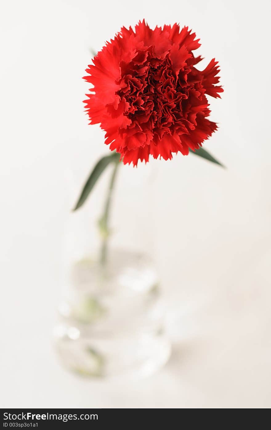 Red carnation in a vase