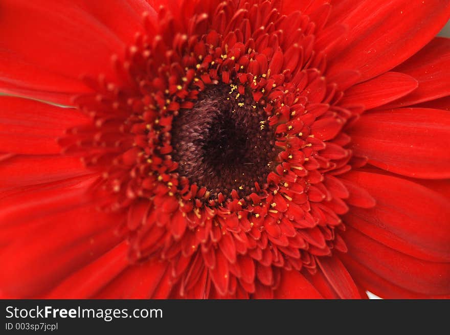 Close Up Of A Red Daisy