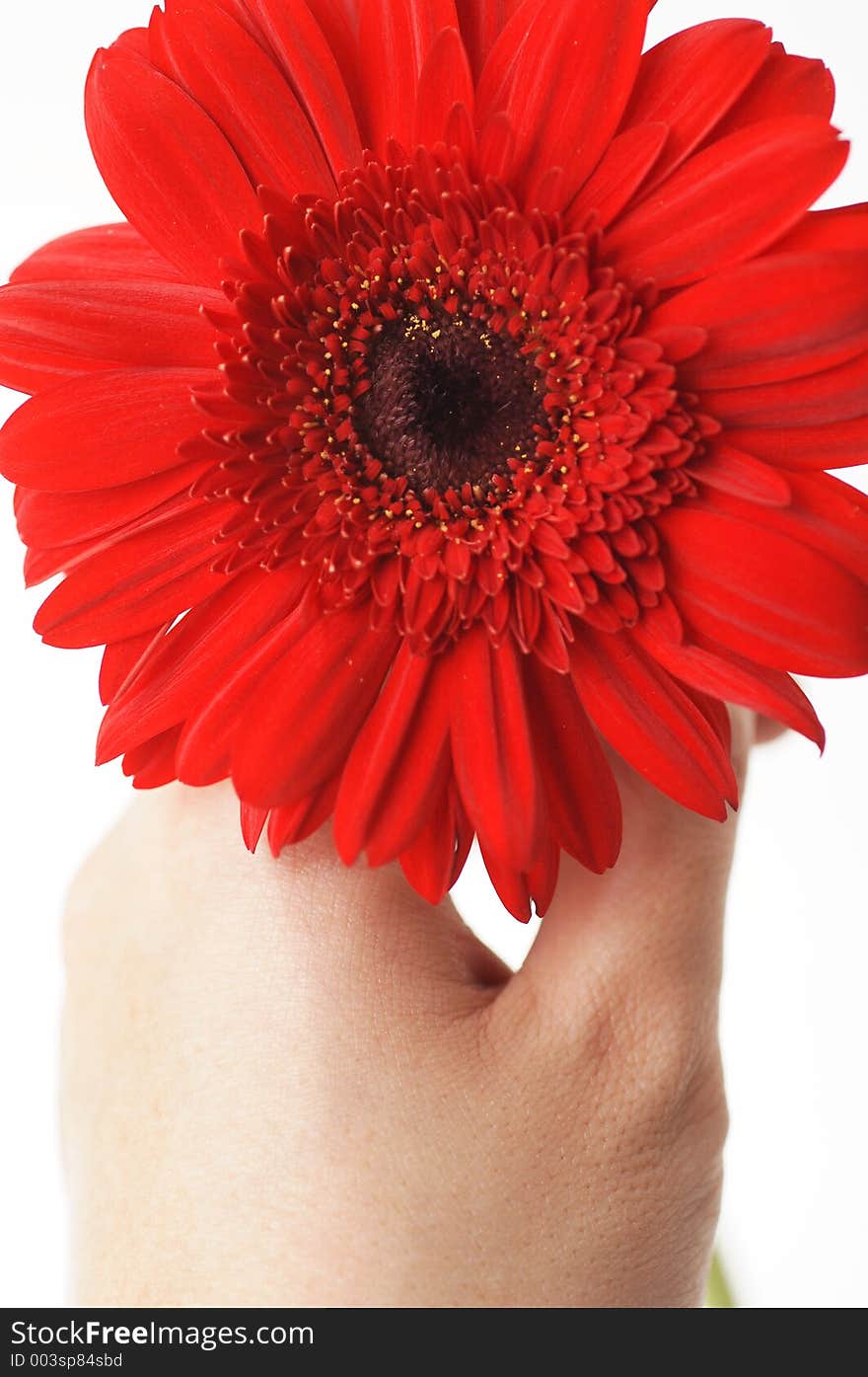 Hand holding red daisy in a white background