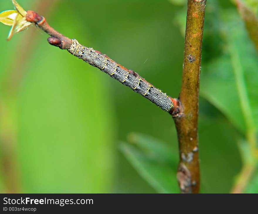 Caterpillar of the butterfly of family Geometridae.