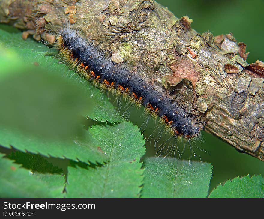 Caterpillar Of Butterfly Eriogaster Lanestris.