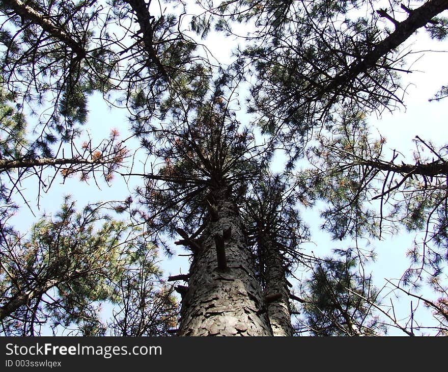 Crown of a tree