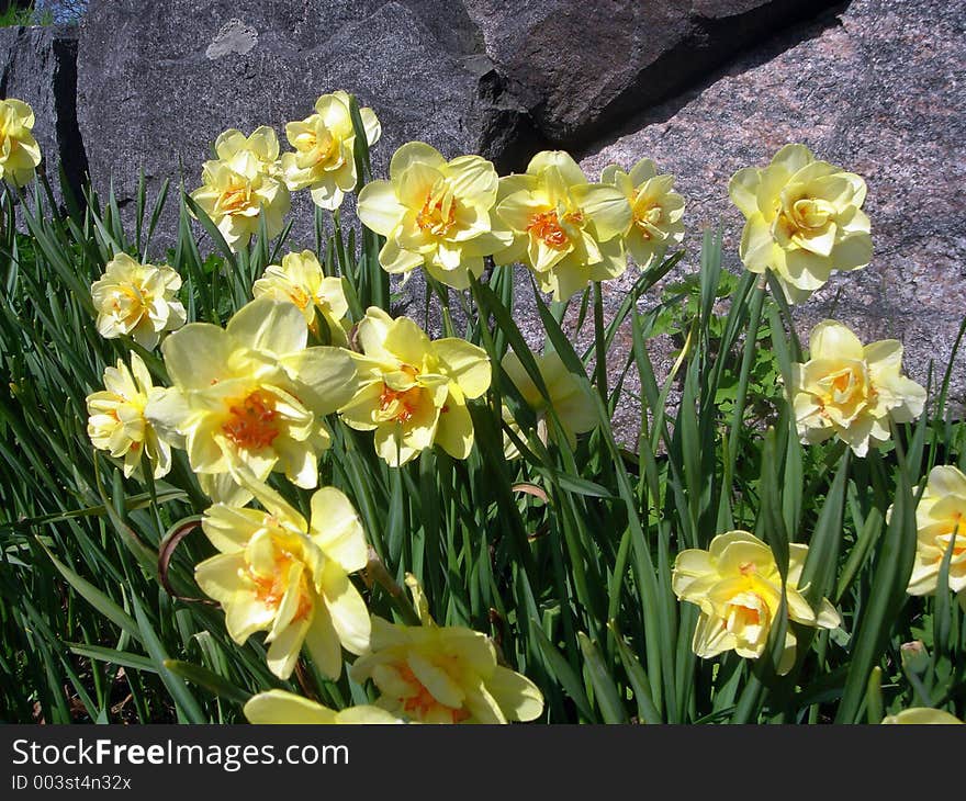 Yellow flowers in the park. Yellow flowers in the park