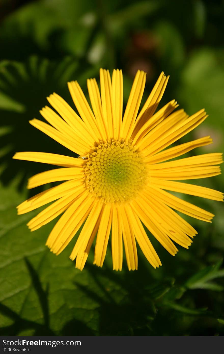 YELLOW DAISIES