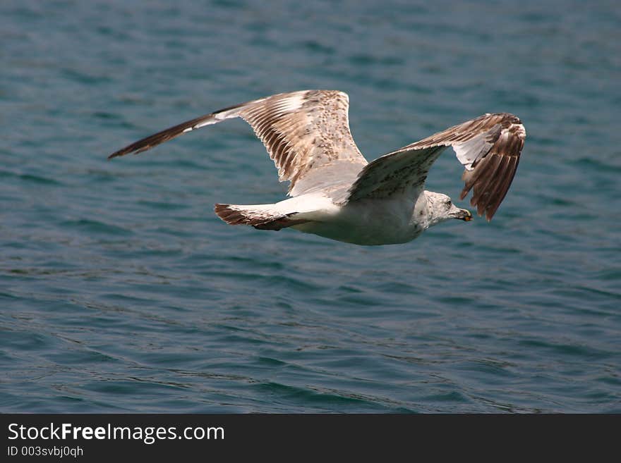 Sea gull ...