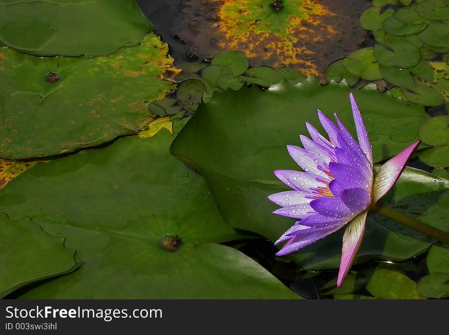 Purple water lily in a pond of leaves