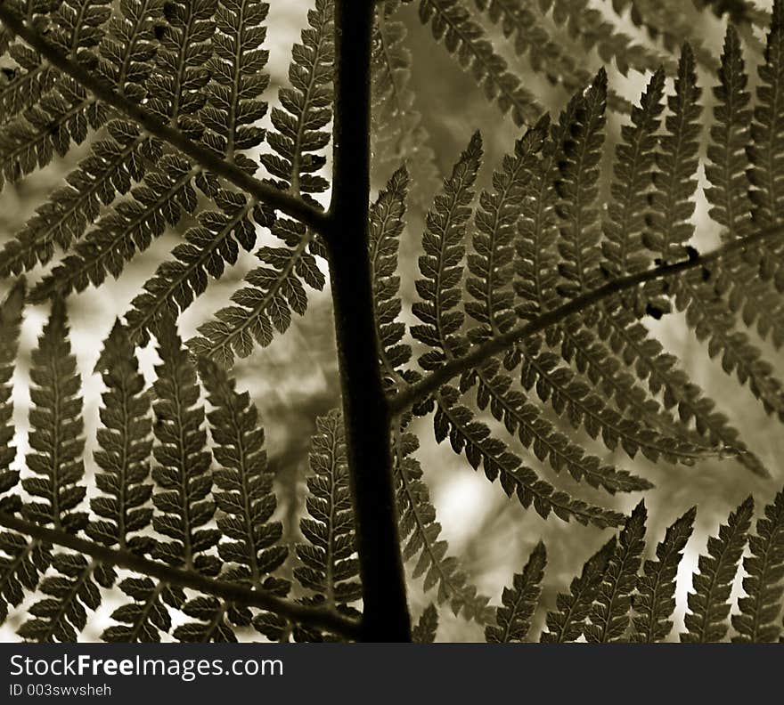 Tree fern macro in sepia. Tree fern macro in sepia