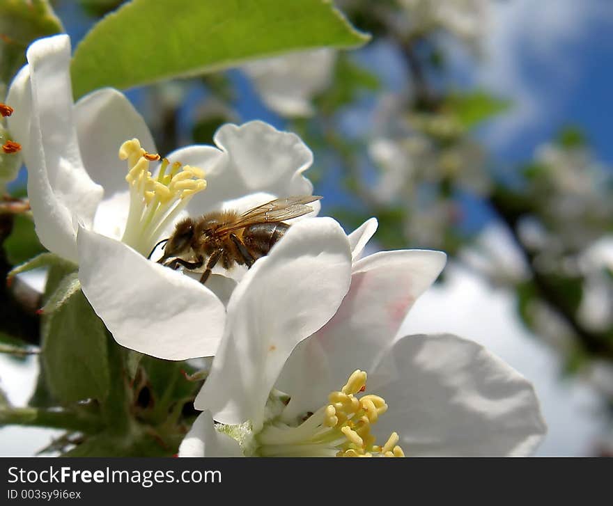 Bee On Flower