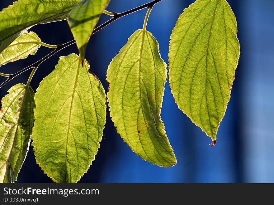 Three leaves backlit