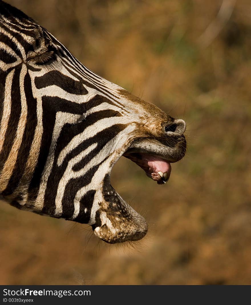 I would swear this Zebra was laughing!. I would swear this Zebra was laughing!