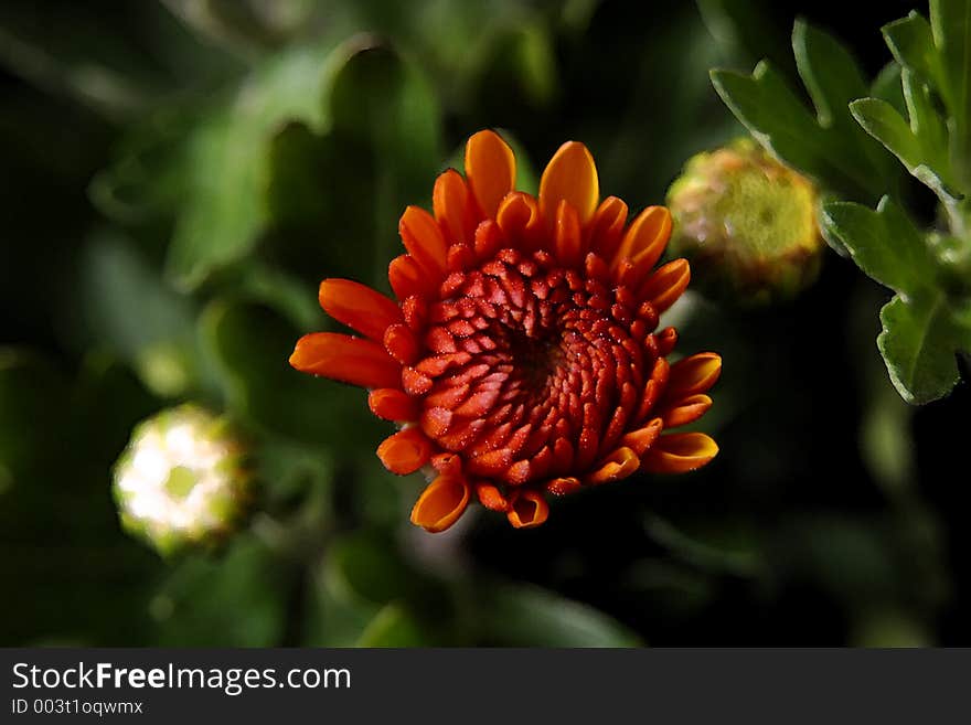 Chyrsanthemum shot from above.