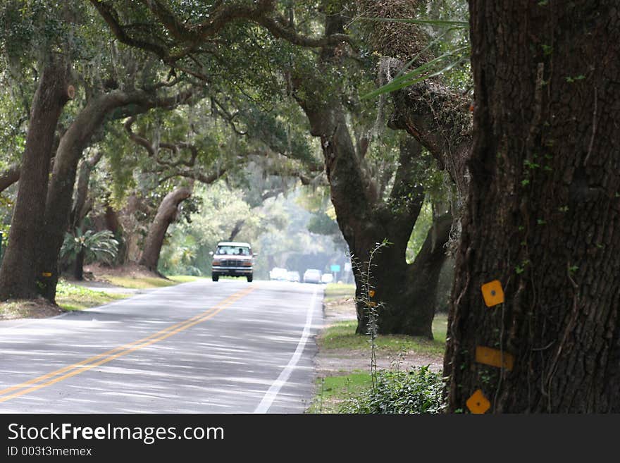 Tunnel of oak trees over road. Tunnel of oak trees over road