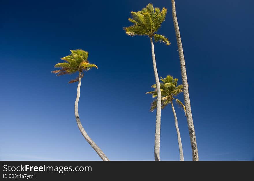 Palm trees in the caribe