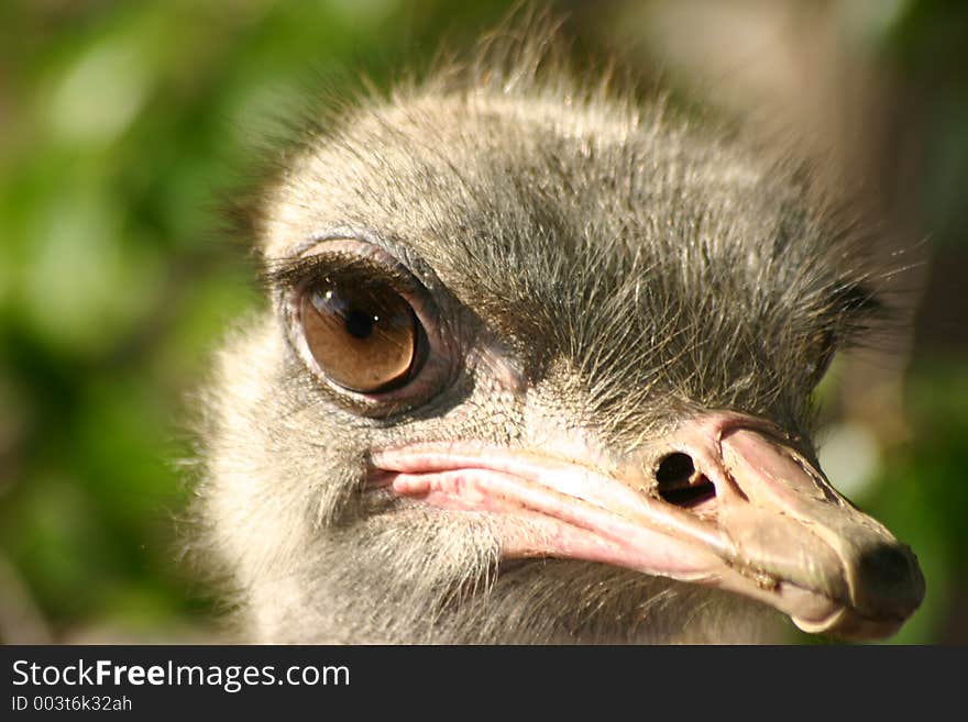 Ostrich watching by side