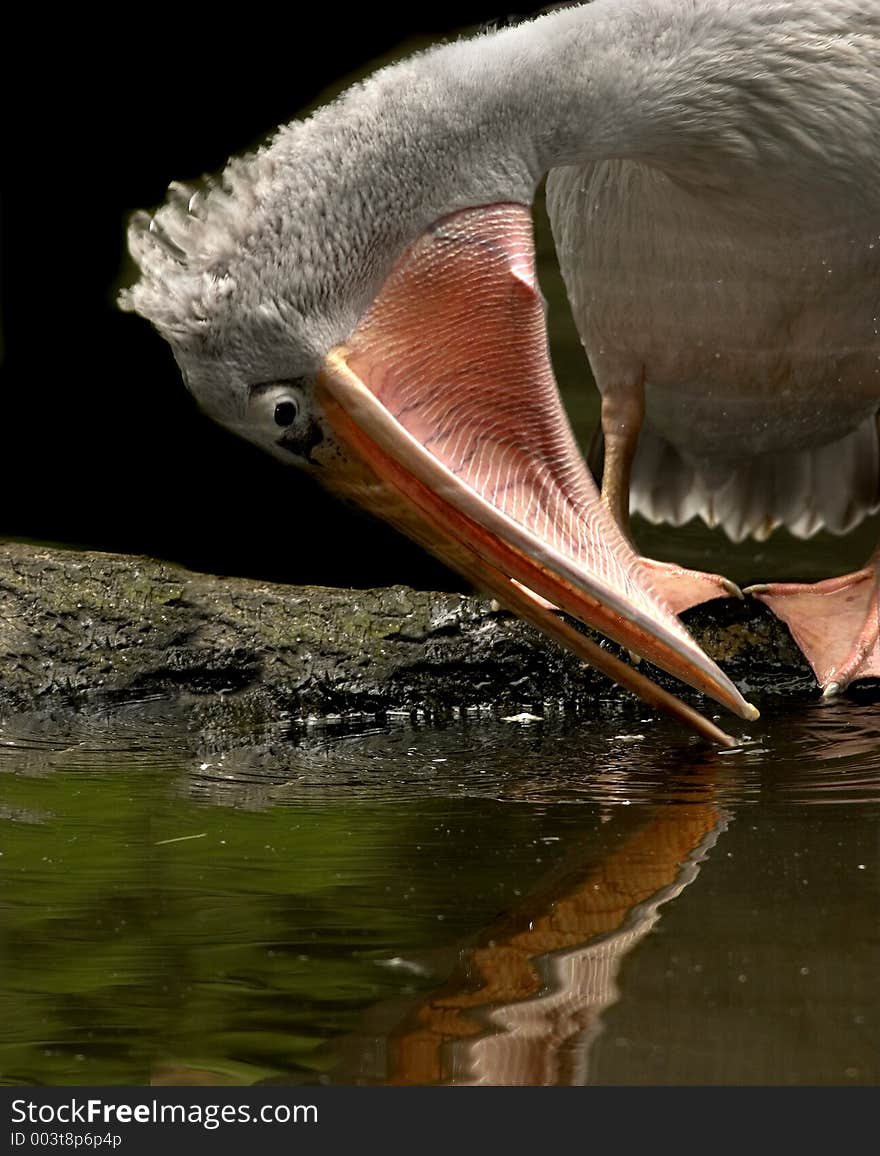 Closeup  of pelican