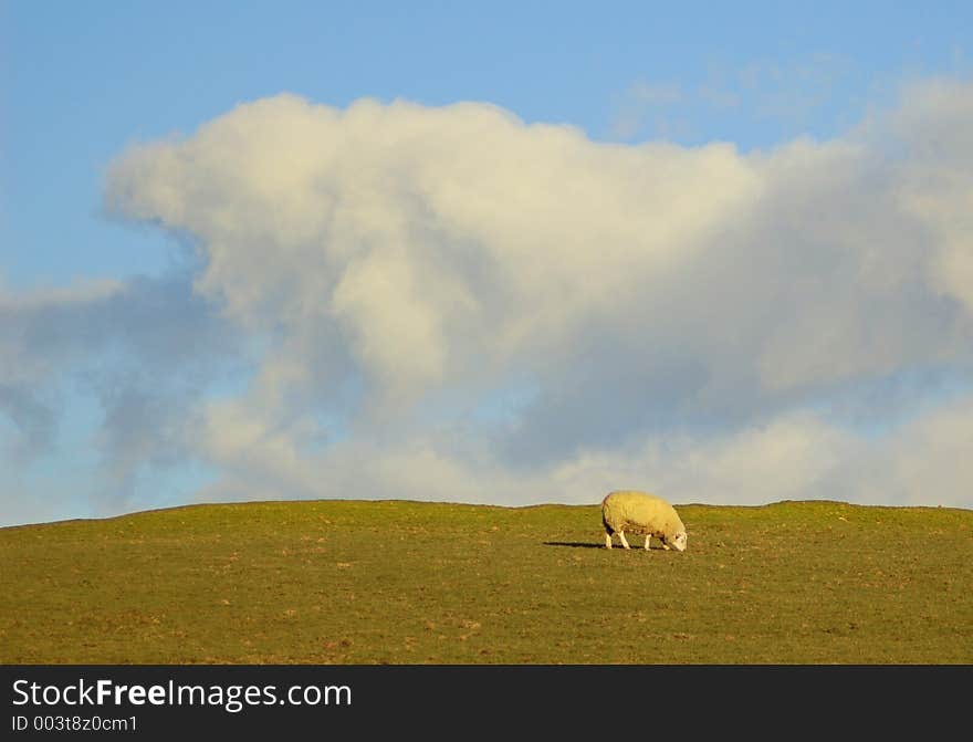 Landscape with Sheep