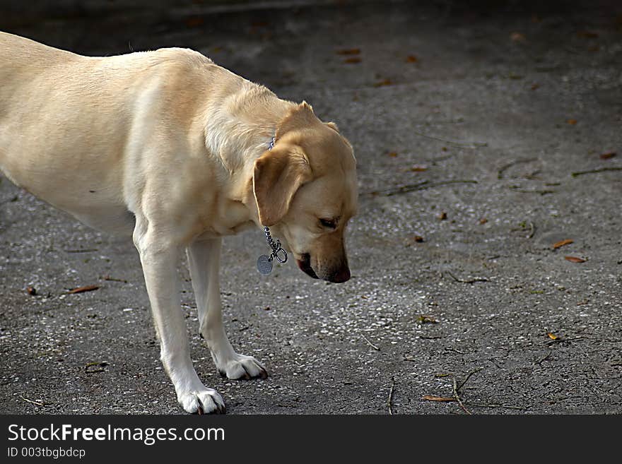 Gold Labrador looking at something on the ground. Gold Labrador looking at something on the ground.