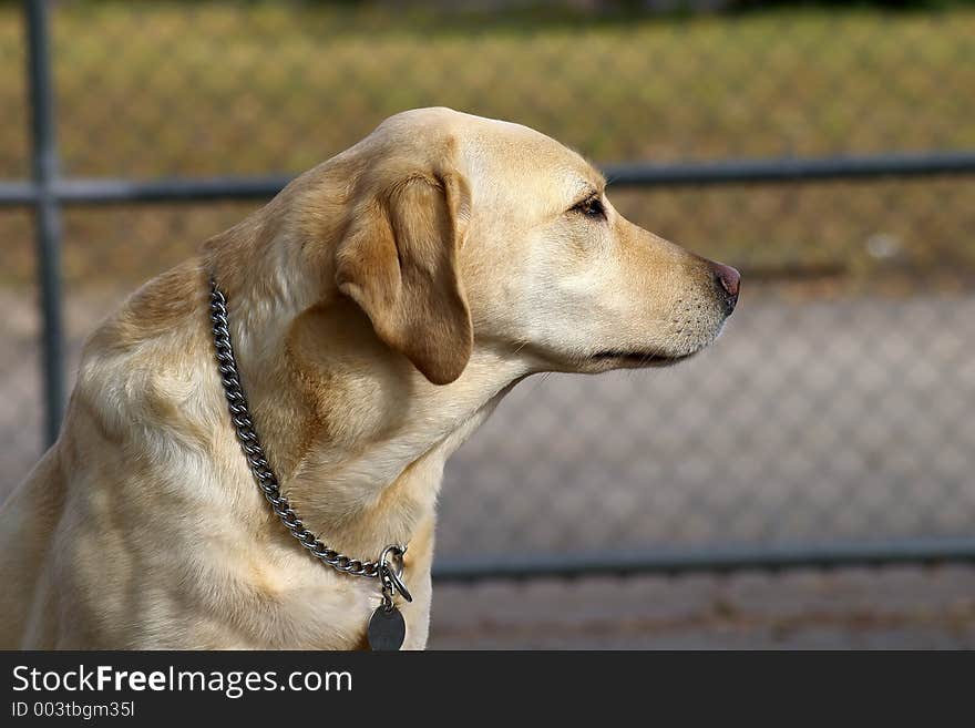 Close up of a Gold labrador. Close up of a Gold labrador.