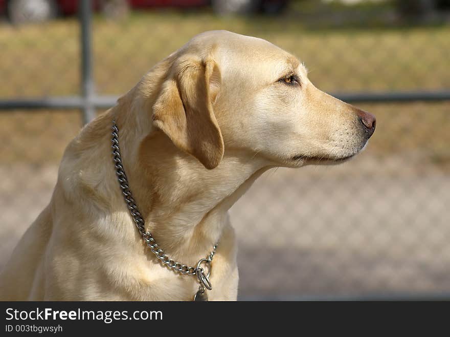 Close up of a Gold Labrador