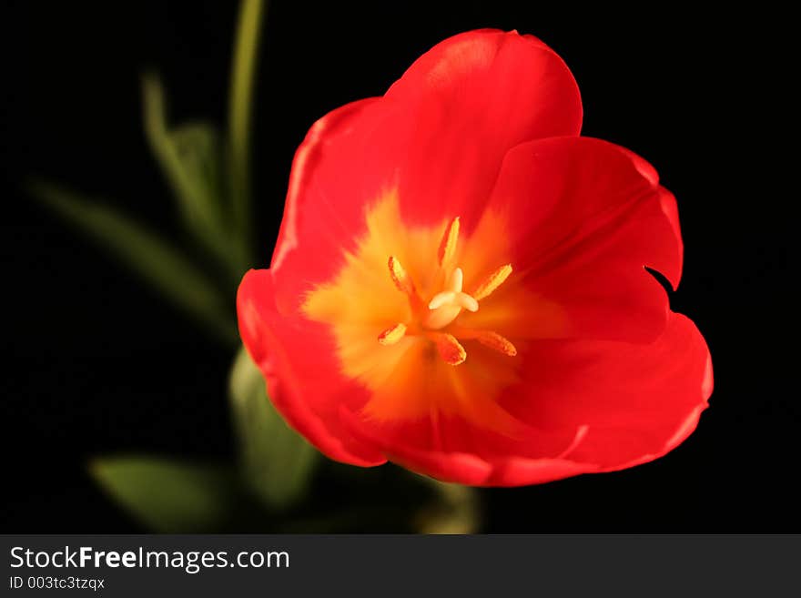 Red Tulip Close