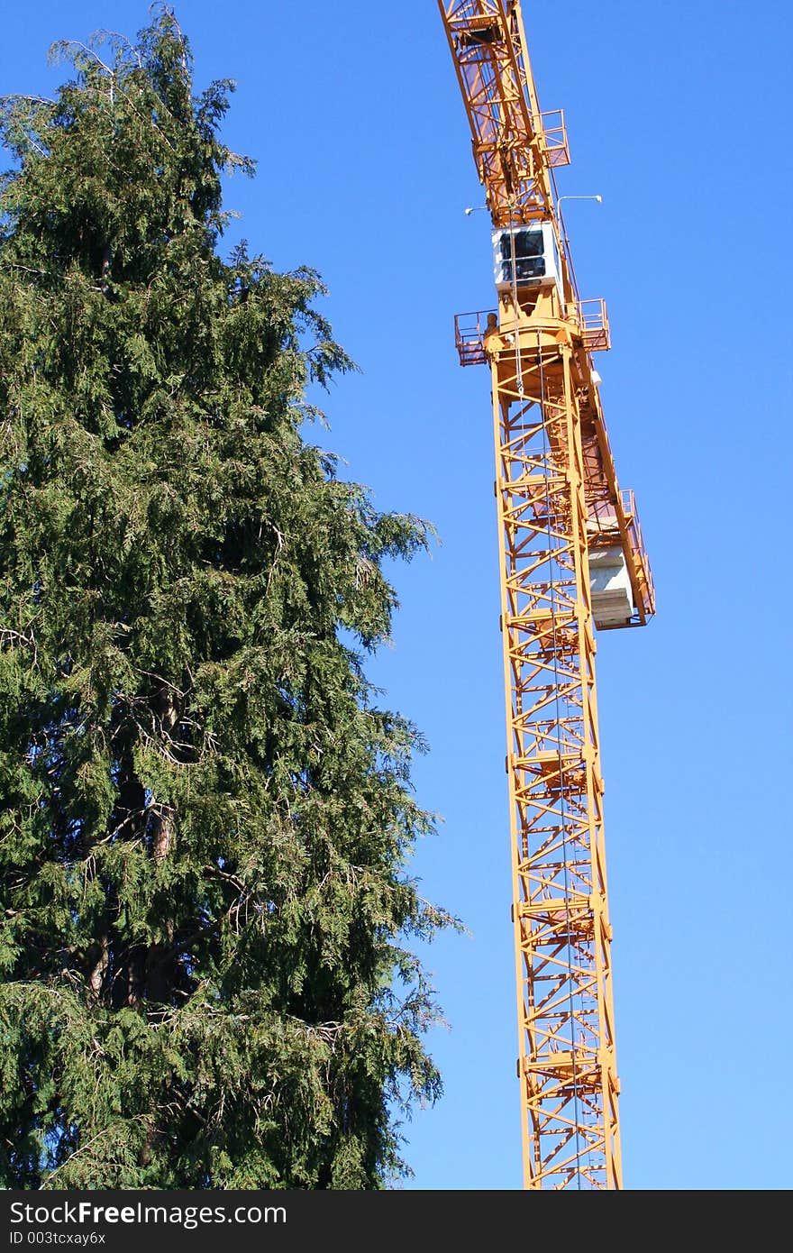 Yellow Crane and Tall Tree