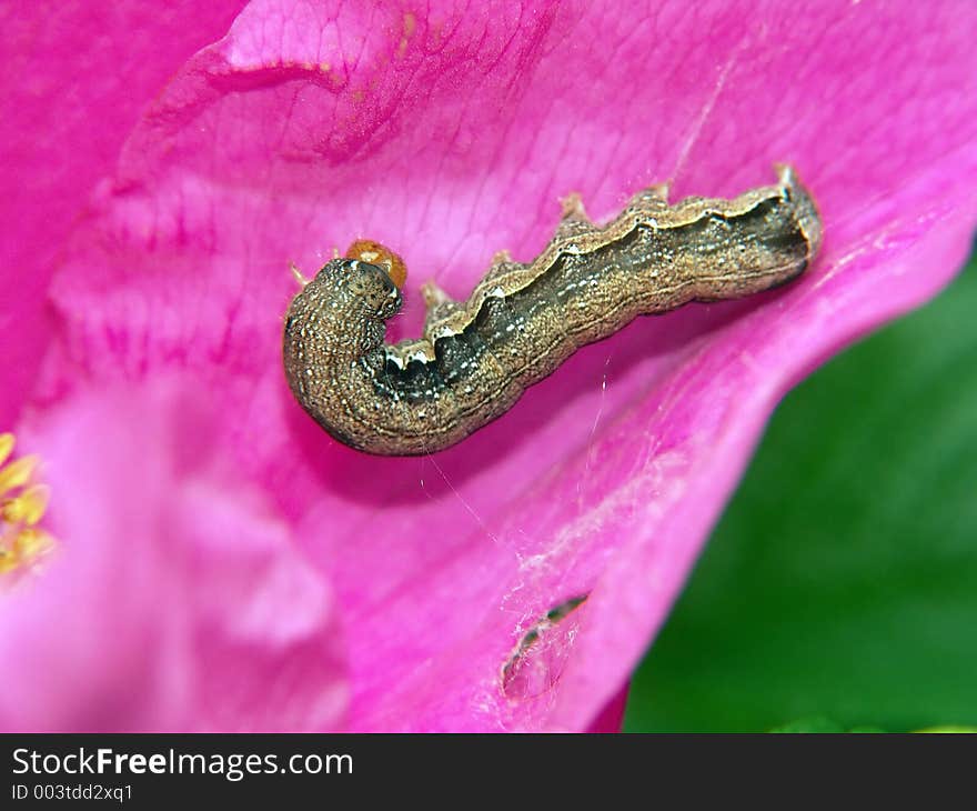 Caterpillar Of Butterfly Orthosia Munda.