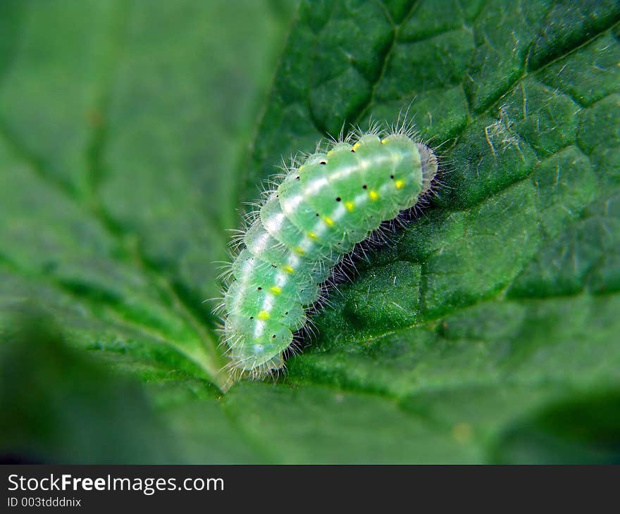 Caterpillar of butterfly Orthosia munda.