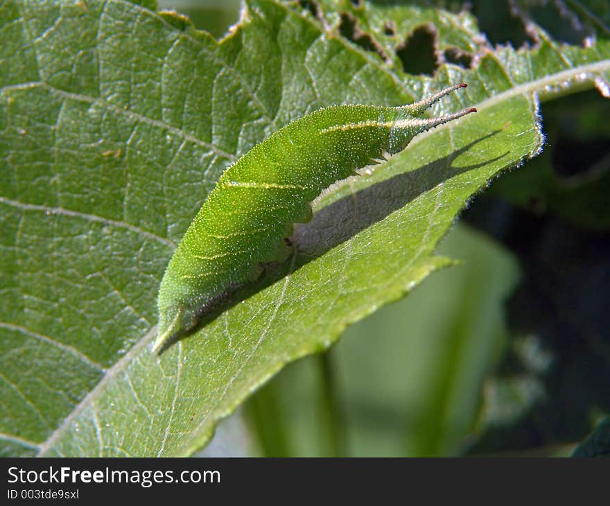 Caterpillar of butterfly Apatura ilia.