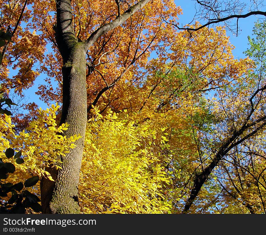 Beautiful and colorful view of some autumn trees. Beautiful and colorful view of some autumn trees.